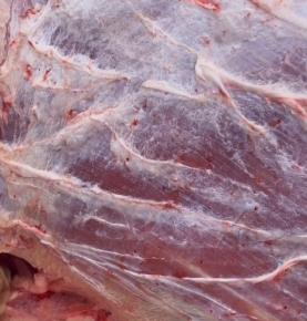 現殺新鮮牛肉