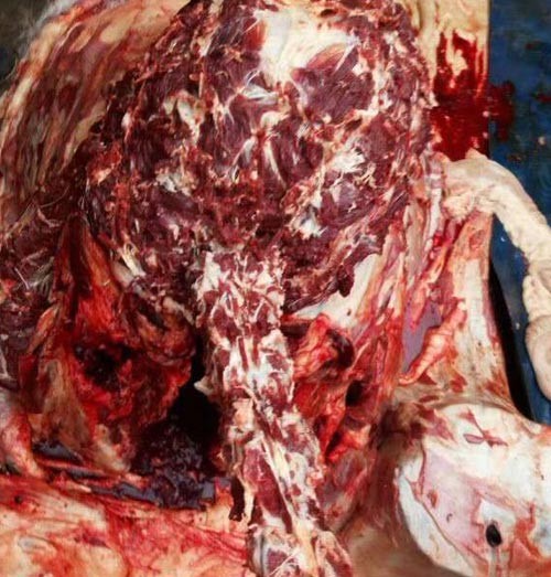 驢肉批發