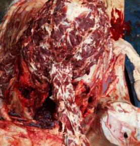 驢肉批發